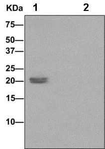 Immunoprecipitation - Anti-Claudin 5 (phospho Y217) antibody [EPR10810] (AB172968)