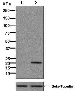 Western blot - Anti-Claudin 5 (phospho Y217) antibody [EPR10810] - BSA and Azide free (AB249739)