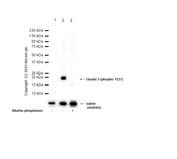 Western blot - Anti-Claudin 5 (phospho Y217) antibody [EPR10810] - BSA and Azide free (AB249739)