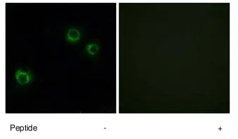 Immunocytochemistry/ Immunofluorescence - Anti-Claudin 6 antibody (AB75055)