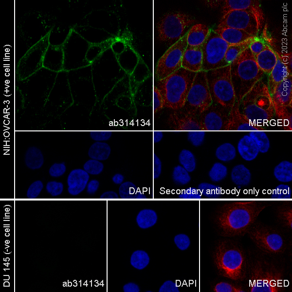 Immunocytochemistry/ Immunofluorescence - Anti-Claudin 6 antibody [EPR28103-113] (AB314134), expandable thumbnail