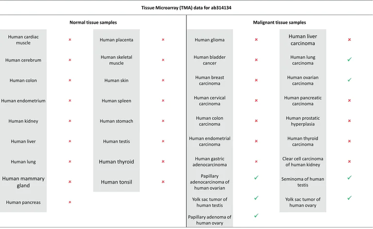 Immunohistochemistry (Formalin/PFA-fixed paraffin-embedded sections) - Anti-Claudin 6 antibody [EPR28103-113] (AB314134)
