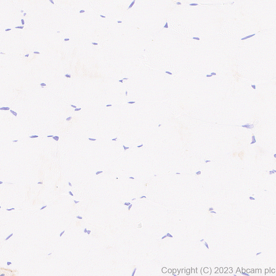 Immunohistochemistry (Formalin/PFA-fixed paraffin-embedded sections) - Anti-Claudin 6 antibody [EPR28103-113] (ab314134), expandable thumbnail