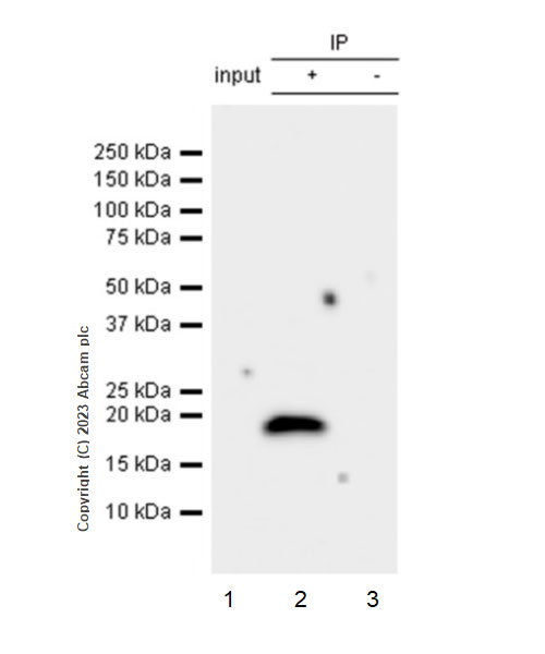 Immunoprecipitation - Anti-Claudin 6 antibody [EPR28103-113] (ab314134), expandable thumbnail