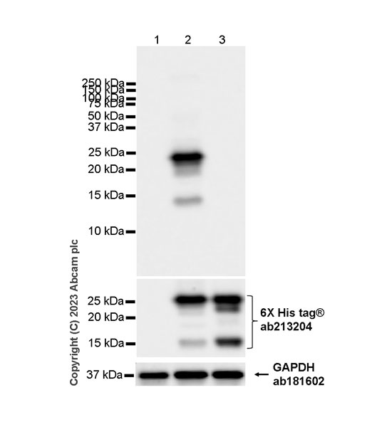 Western blot - Anti-Claudin 6 antibody [EPR28103-113] (ab314134), expandable thumbnail