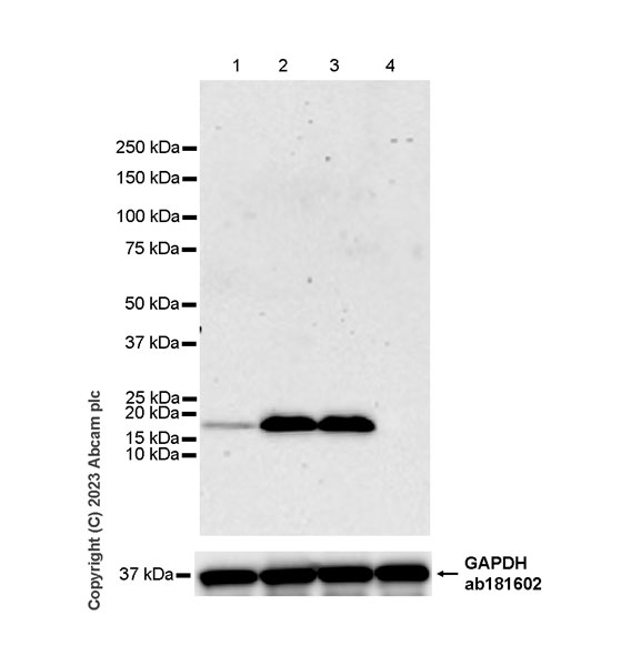 Western blot - Anti-Claudin 6 antibody [EPR28103-113] (AB314134), expandable thumbnail