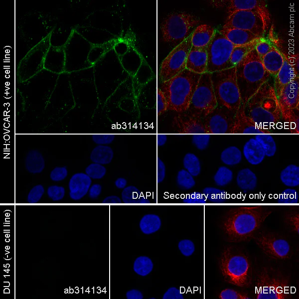 Immunocytochemistry/ Immunofluorescence - Anti-Claudin 6 antibody [EPR28103-113] - BSA and Azide free (AB314135)