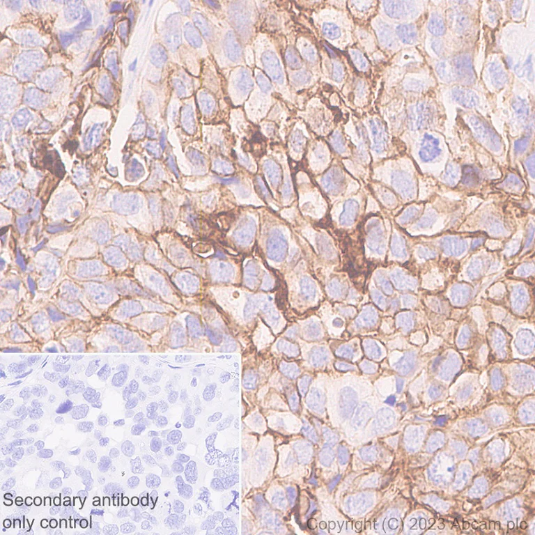 Immunohistochemistry (Formalin/PFA-fixed paraffin-embedded sections) - Anti-Claudin 6 antibody [EPR28103-113] - BSA and Azide free (AB314135)
