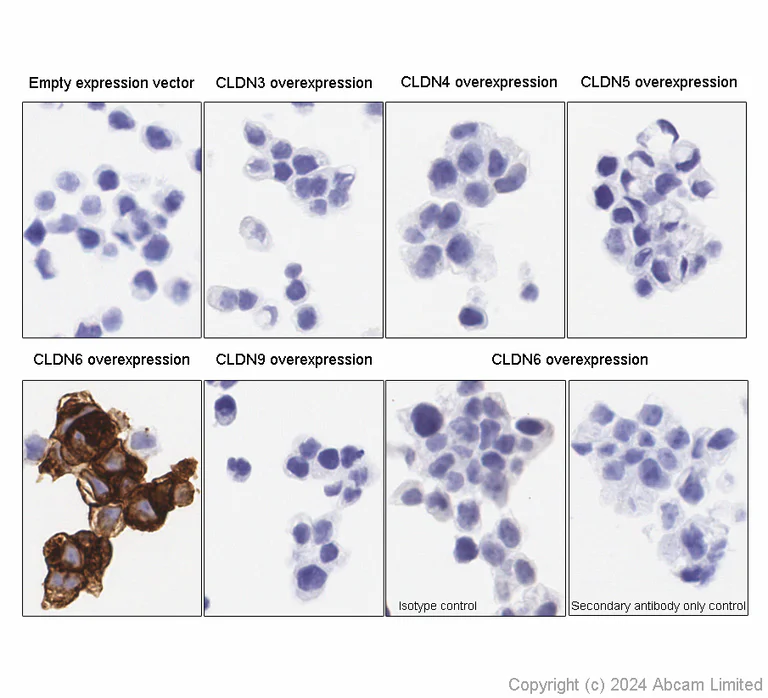 Immunohistochemistry (Formalin/PFA-fixed paraffin-embedded sections) - Anti-Claudin 6 antibody [EPR28103-113] - BSA and Azide free (AB314135)