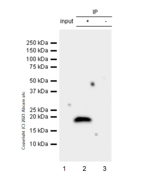Immunoprecipitation - Anti-Claudin 6 antibody [EPR28103-113] - BSA and Azide free (AB314135)