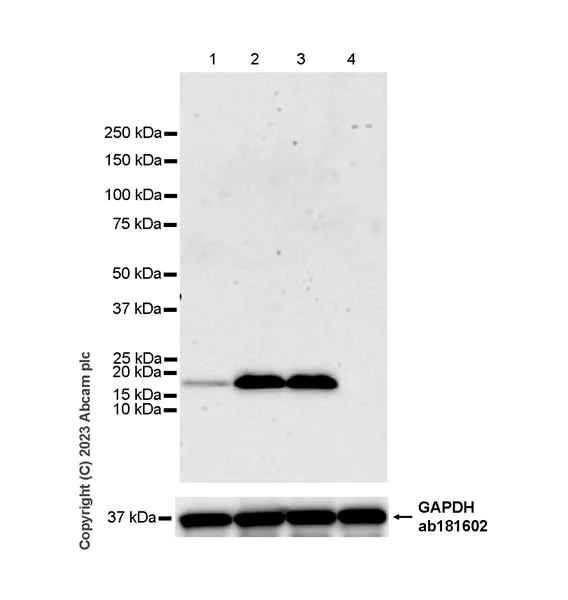 Western blot - Anti-Claudin 6 antibody [EPR28103-113] - BSA and Azide free (AB314135)