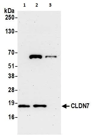 Western blot - Anti-Claudin 7/CLDN-7 antibody (AB265583)