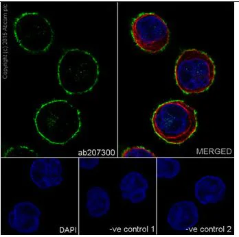 Immunocytochemistry/ Immunofluorescence - Anti-Claudin 7/CLDN-7 antibody [EPR18073] (AB207300)
