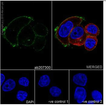 Immunocytochemistry/ Immunofluorescence - Anti-Claudin 7/CLDN-7 antibody [EPR18073] - BSA and Azide free (AB214576)