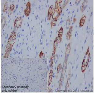 Immunohistochemistry (Formalin/PFA-fixed paraffin-embedded sections) - Anti-Claudin 7/CLDN-7 antibody [EPR18073] - BSA and Azide free (AB214576)