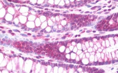 Immunohistochemistry (Formalin/PFA-fixed paraffin-embedded sections) - Anti-Claudin 8 antibody (AB211439)