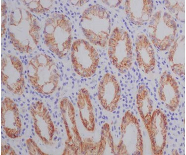Immunohistochemistry (Formalin/PFA-fixed paraffin-embedded sections) - Anti-Claudin 8 antibody [EPR12680(2)] - BSA and Azide free (AB250704)