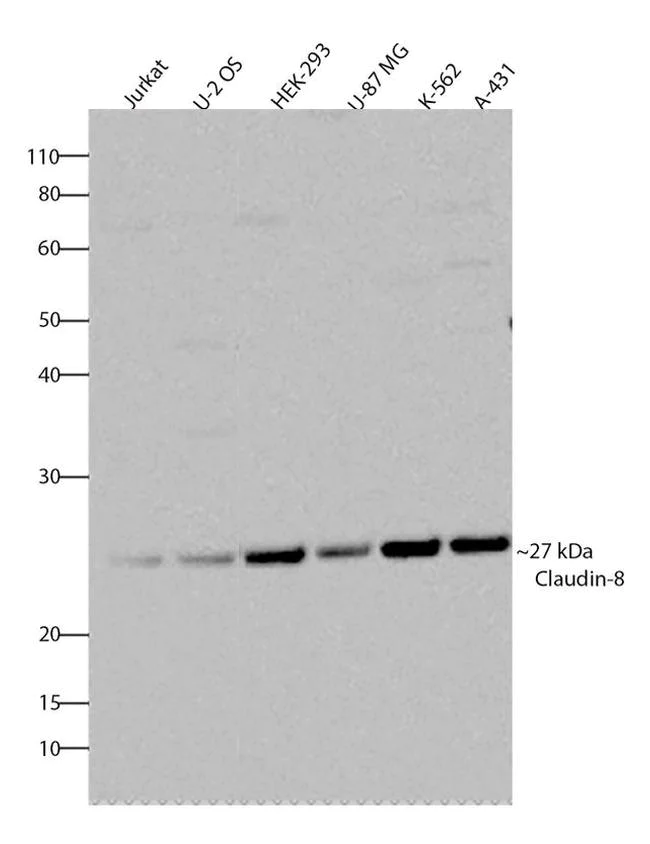 Western blot - Anti-Claudin 8 antibody [RP23040053] (AB308007)