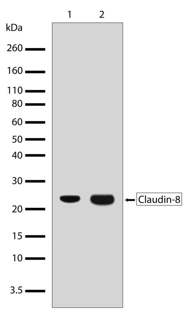 Western blot - Anti-Claudin 8 antibody [RP23040053] (AB308007)