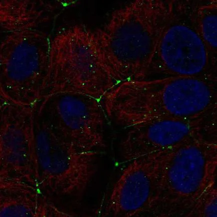 Immunocytochemistry/ Immunofluorescence - Anti-Claudin 9 antibody (AB222300)