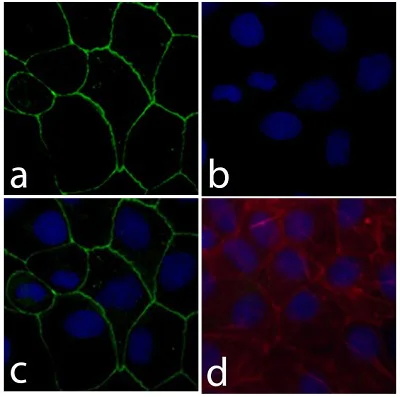 Immunocytochemistry - Anti-Claudin18 antibody [34H14L15] (AB203563)