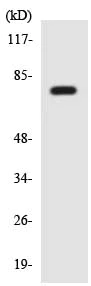 Western blot - Anti-ClC-K1 antibody (AB136039)