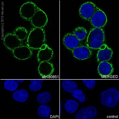 Immunocytochemistry/ Immunofluorescence - Anti-CLCA1 antibody [EPR12254-88] (AB180851)