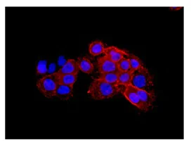 Immunocytochemistry/ Immunofluorescence - Anti-CLCA1 antibody [EPR12254-88] (AB180851)