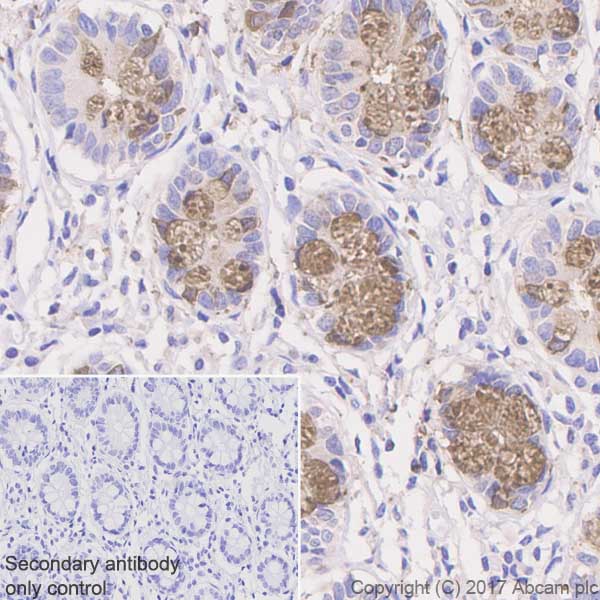 Immunohistochemistry (Formalin/PFA-fixed paraffin-embedded sections) - Anti-CLCA1 antibody [EPR12254-88] (AB180851)