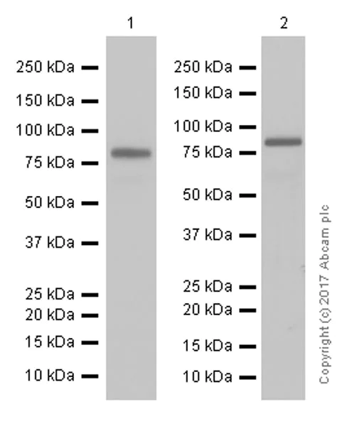 Western blot - Anti-CLCA1 antibody [EPR12254-88] (AB180851)