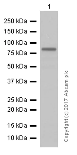 Western blot - Anti-CLCA1 antibody [EPR12254-88] (AB180851)
