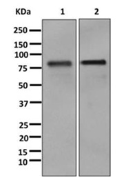 Western blot - Anti-CLCA1 antibody [EPR12254-88] (AB180851)