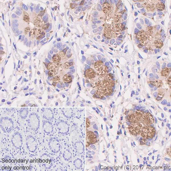 Immunohistochemistry (Formalin/PFA-fixed paraffin-embedded sections) - Anti-CLCA1 antibody [EPR12254-88] - BSA and Azide free (AB197059)