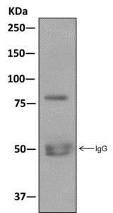 Immunoprecipitation - Anti-CLCA1 antibody [EPR12254] (AB174319), expandable thumbnail