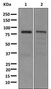 Western blot - Anti-CLCA1 antibody [EPR12254] (AB174319)