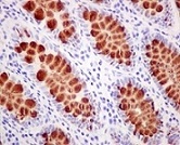 Immunohistochemistry (Formalin/PFA-fixed paraffin-embedded sections) - Anti-CLCA1 antibody [EPR12254] - BSA and Azide free (AB249816)