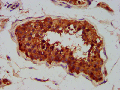 Immunohistochemistry (Formalin/PFA-fixed paraffin-embedded sections) - Anti-CLCC1 antibody (AB237755)