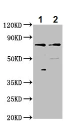 Western blot - Anti-CLCNKB antibody (AB236733)