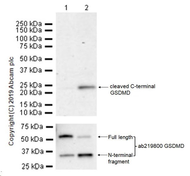 Western blot - Anti-cleaved C-terminal GSDMD antibody [EPR20859-147] (AB255603)