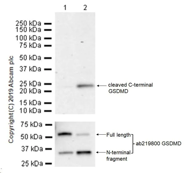 Western blot - Anti-cleaved C-terminal GSDMD antibody [EPR20859-147] - BSA and Azide free (AB255985)