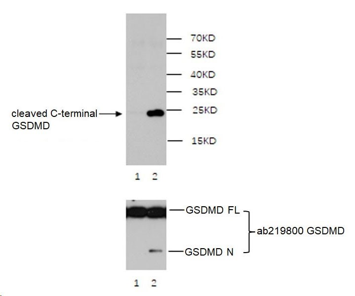 Western blot - Anti-cleaved C-terminal GSDMD antibody [EPR20885-203] (AB227821), expandable thumbnail