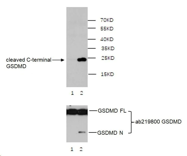 Western blot - Anti-cleaved C-terminal GSDMD antibody [EPR20885-203] (AB227821)