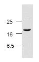 Western blot - Anti-Cleaved Caspase-3 antibody (AB2302)