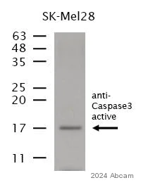 Western blot - Anti-Cleaved Caspase-3 antibody (AB2302)