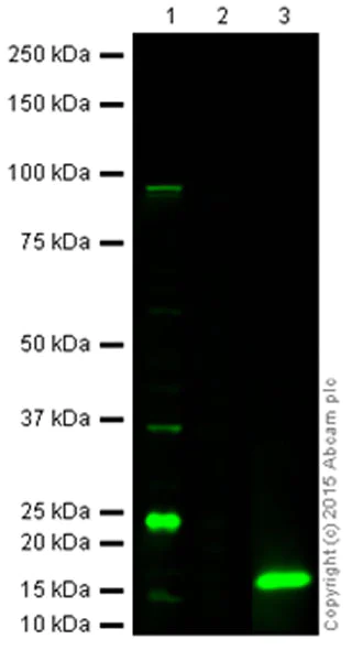 Western blot - Anti-Cleaved Caspase-3 antibody (AB2302)
