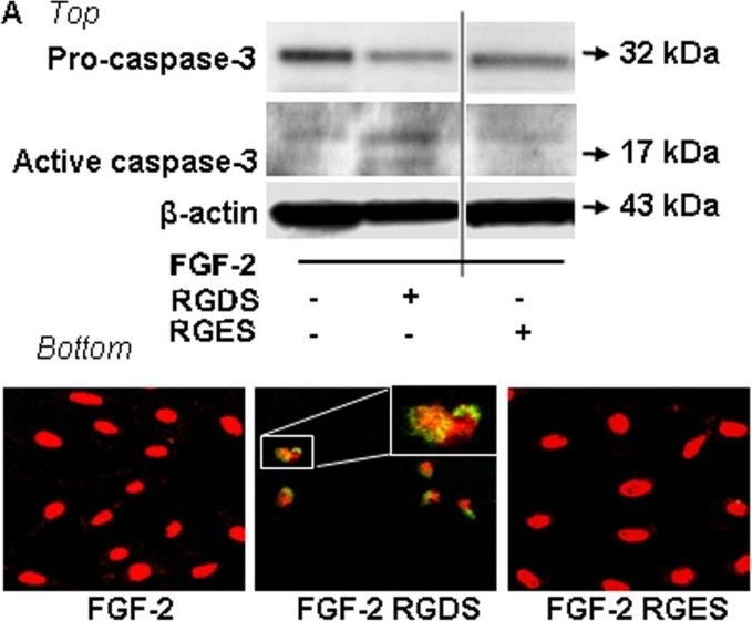 Anti-Cleaved Caspase-3 antibody [E83-77] KO tested (ab32042) | Abcam