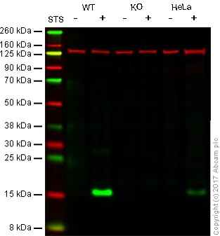 Western blot - Anti-Cleaved Caspase-3 antibody [E83-77] (AB32042)