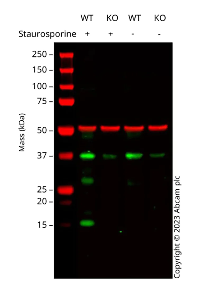 Western blot - Anti-Cleaved Caspase-3 antibody [E83-77] (AB32042)