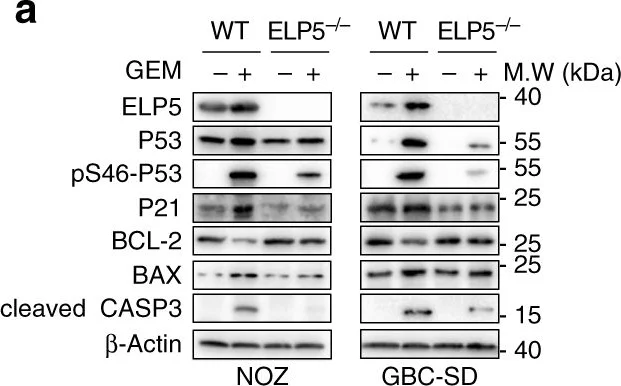 Western blot - Anti-Cleaved Caspase-3 antibody [E83-77] (AB32042)