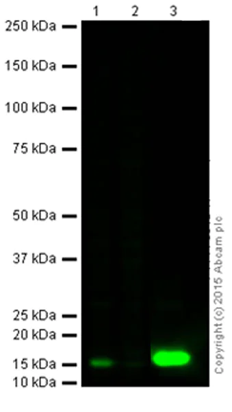 Western blot - Anti-Cleaved Caspase-3 antibody [E83-77] (AB32042)
